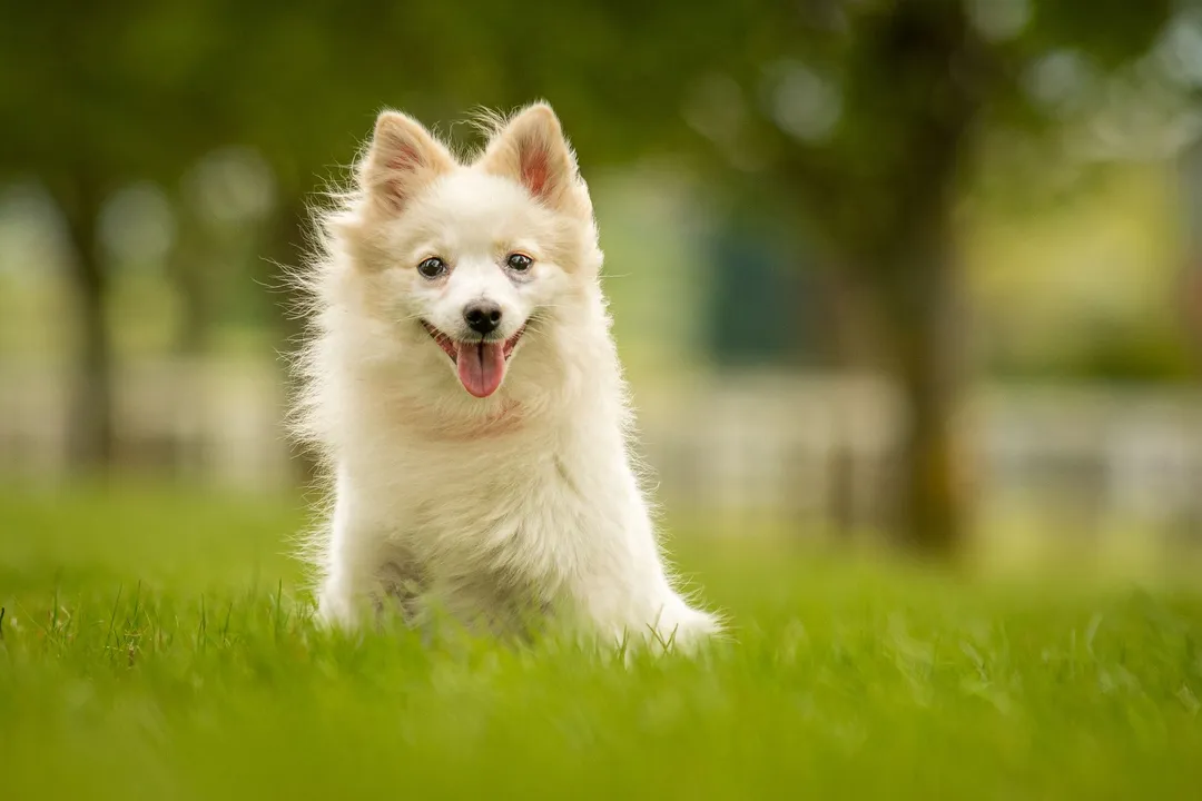 Can German Spitz be left alone?, Pre-Departure Preparation