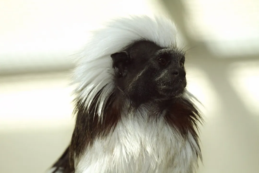 Can I have a tamarin as a pet?, Legal Status