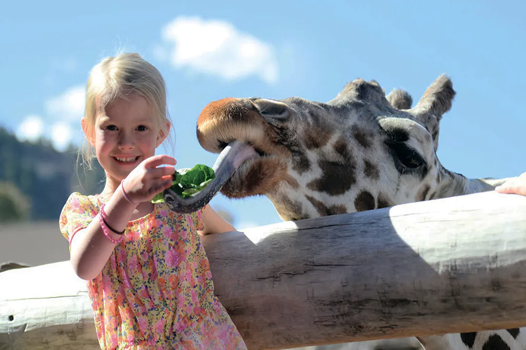 Can I have an emperor tamarin as a pet?, Tamarin Biology
