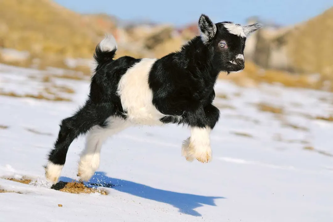 Can Kiko goats tolerate cold weather?, Defining Cold Limits