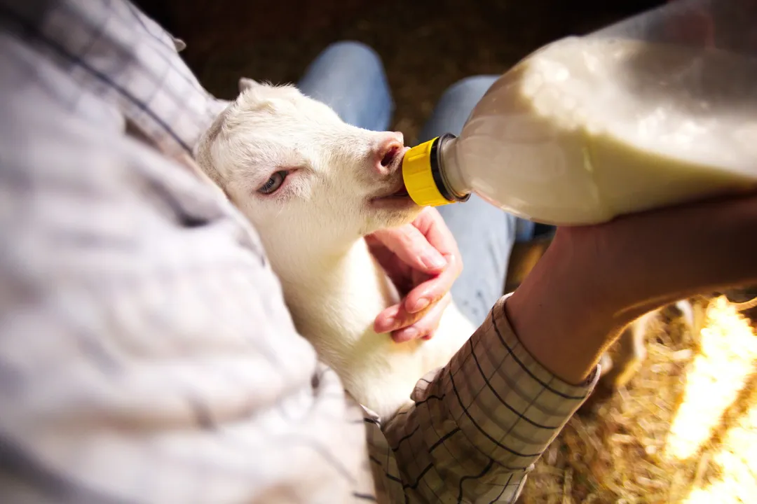 Can Kiko goats tolerate cold weather?, Bedding Strategy