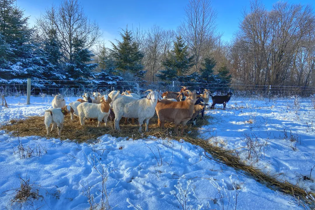 Can Kiko goats tolerate cold weather?, Kiko Hardiness