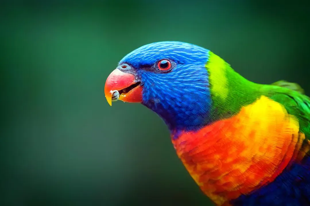 Can lorikeets eat dried fruit?