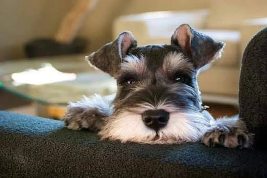 Can mini schnauzers eat scrambled eggs?, Schnauzer Specifics
