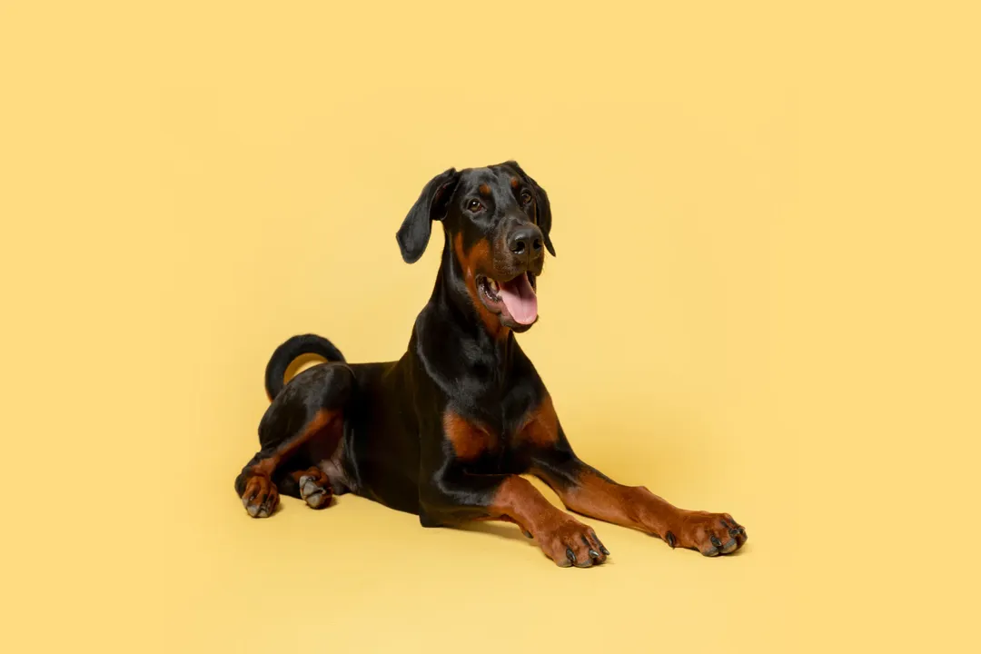 Can mini schnauzers eat scrambled eggs?