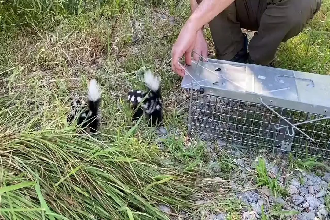 Can spotted skunks be pets?