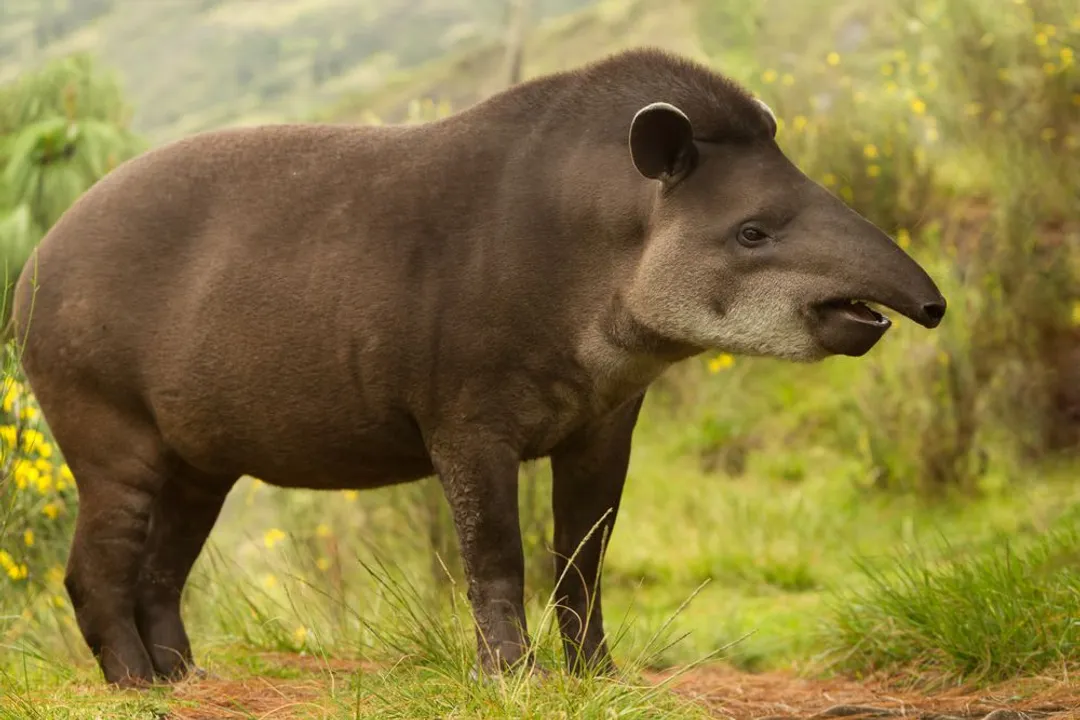 Can tapirs eat meat?, Herbivore Status