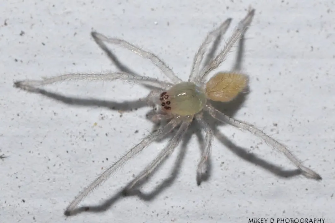 Can yellow sac spiders have babies?, Egg Quantity