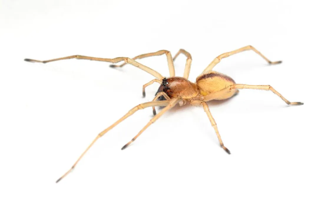 Can yellow sac spiders have babies?, Maternal Instincts