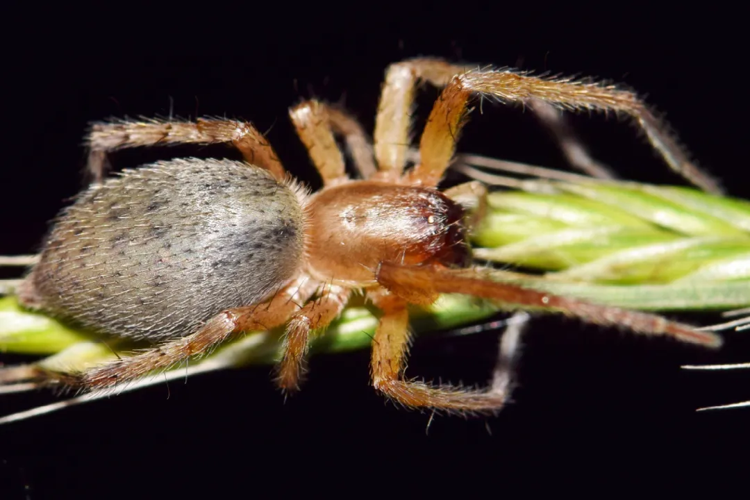 Can yellow sac spiders have babies?, Species Identification