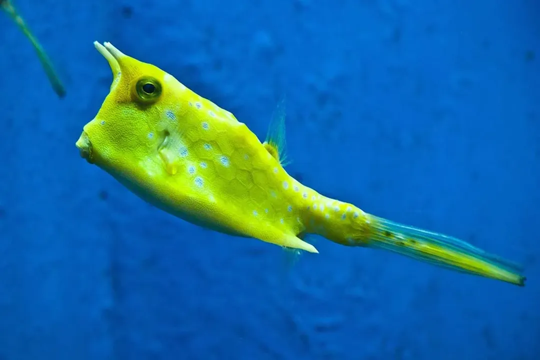 Can you have a boxfish as a pet?