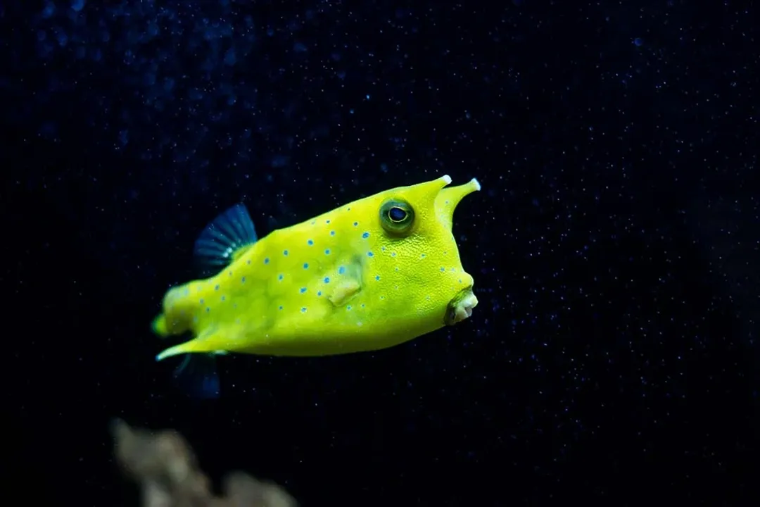 Can you have a boxfish as a pet?, Lethal Secret