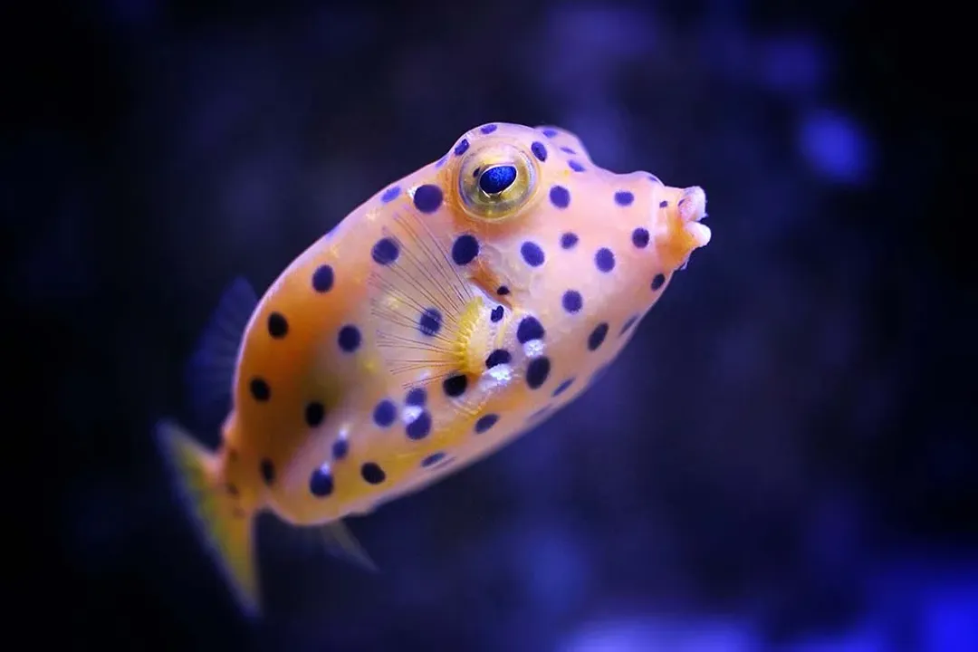 Can you have a boxfish as a pet?, Water Space