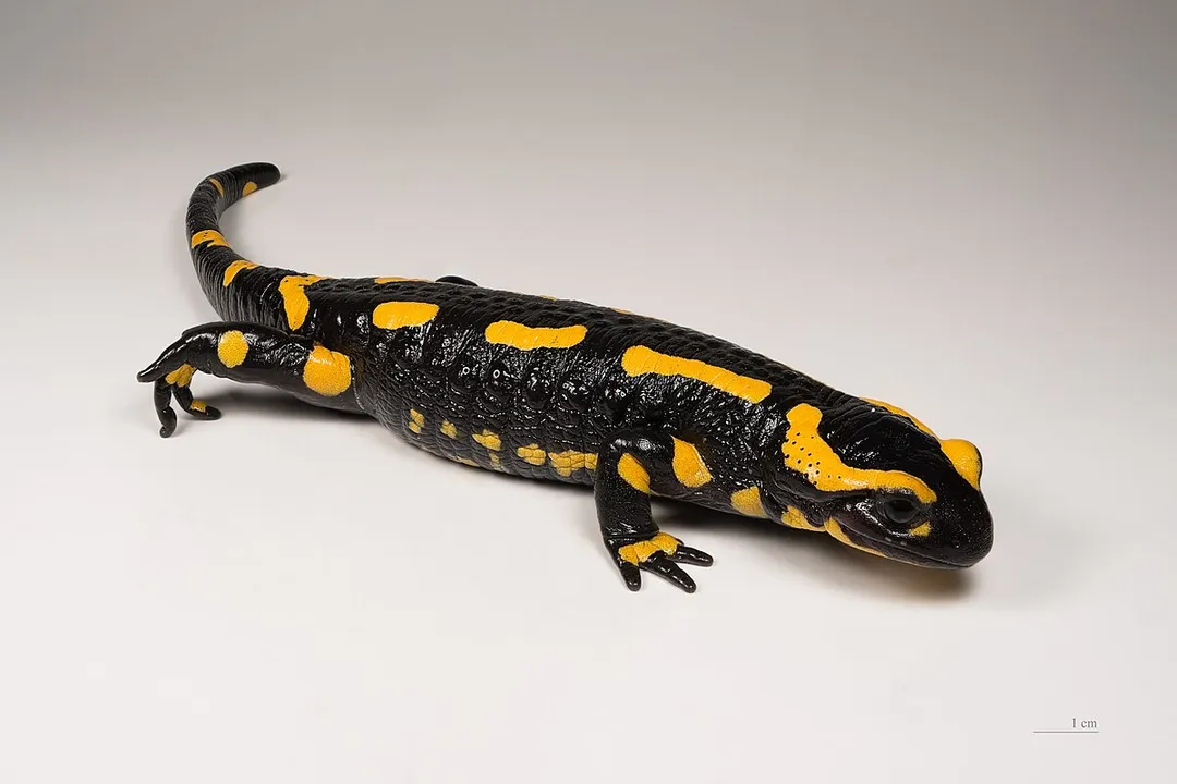 Can you have a fire salamander as a pet?