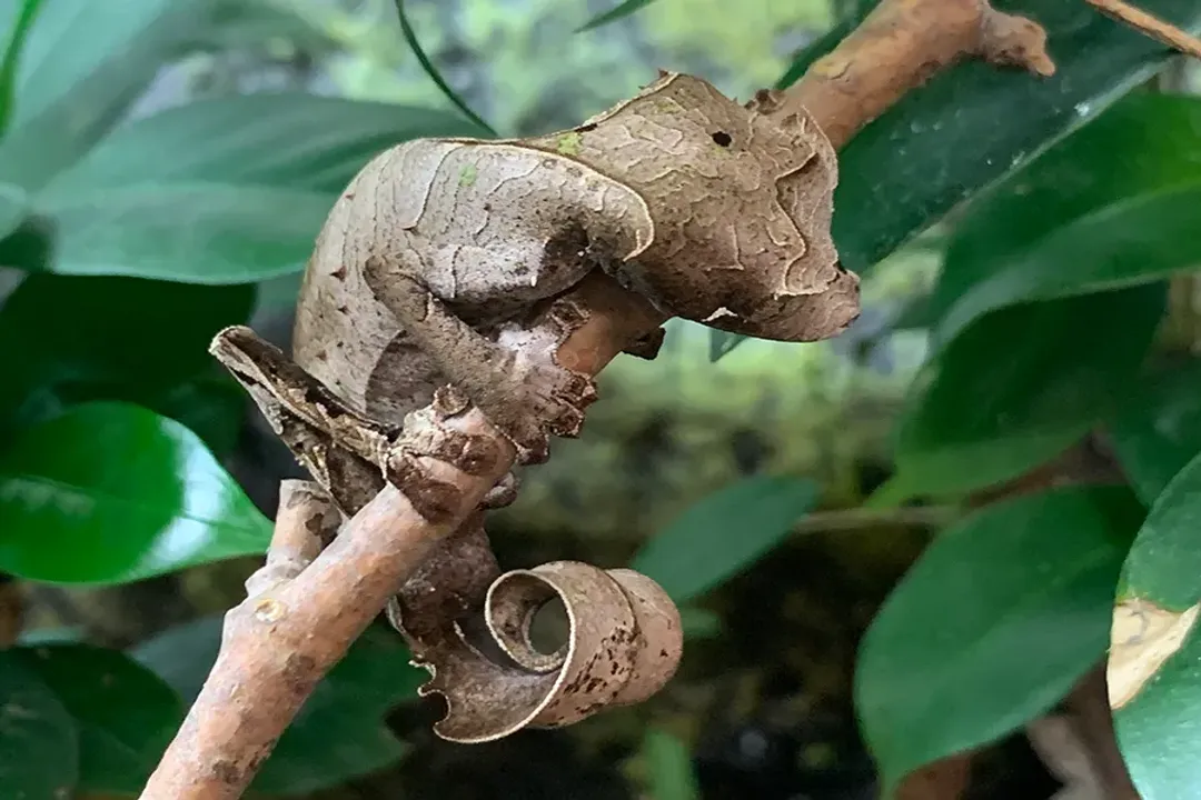 Can you have a satanic leaf-tailed gecko as a pet?