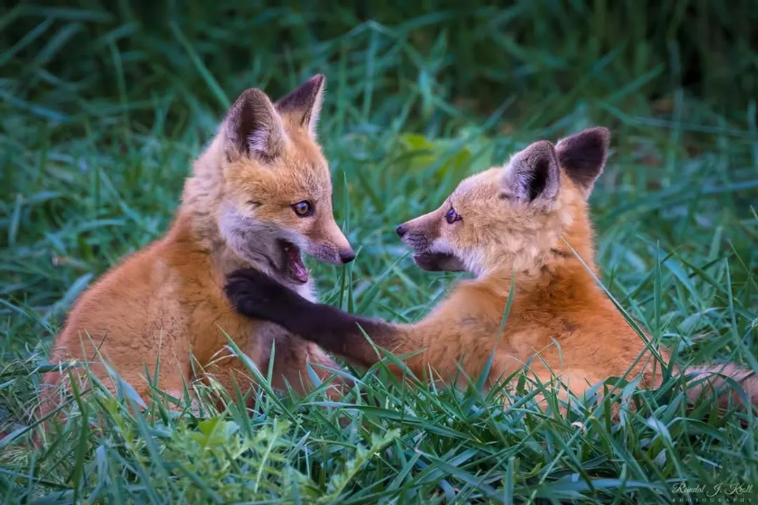 Can you have a Tibetan fox as a pet?, Species Identity