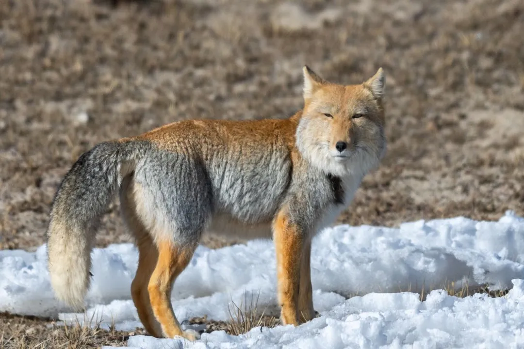 Can you have a Tibetan fox as a pet?