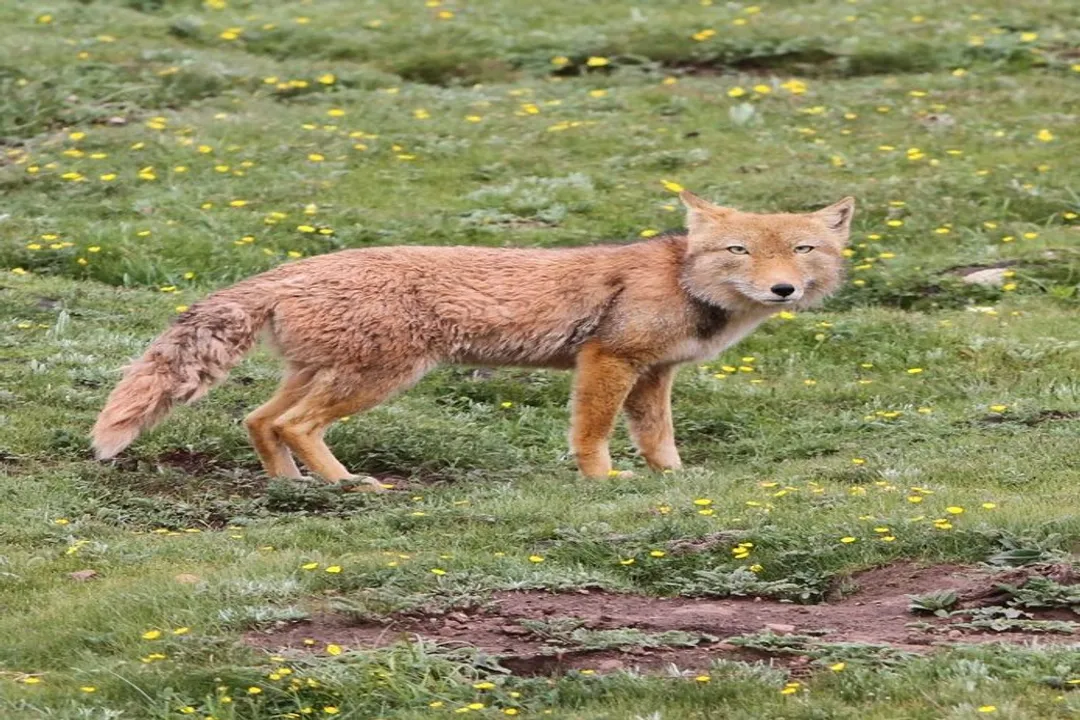 Can you have a Tibetan fox as a pet?, General Fox Petting