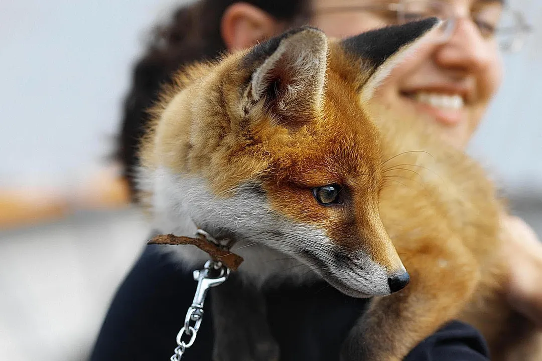 Can you have a Tibetan fox as a pet?, Legal Hurdles