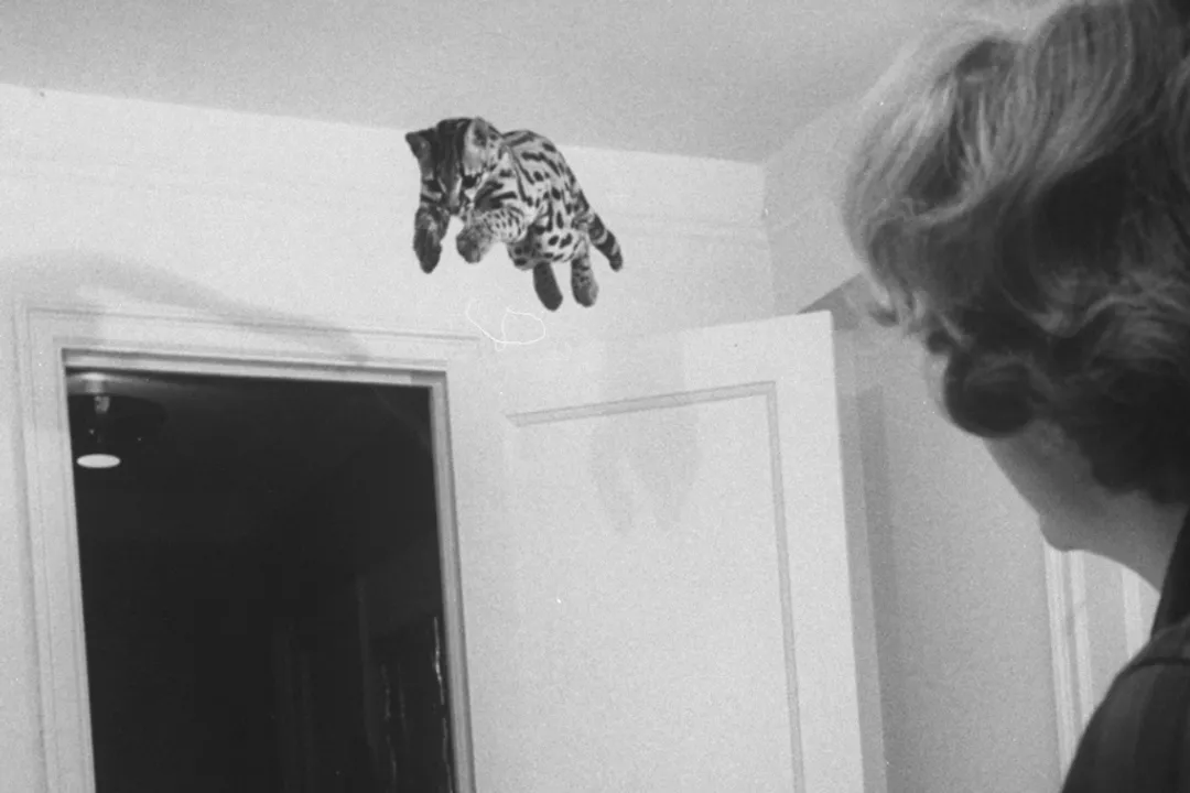 Can you keep a margay as a pet?