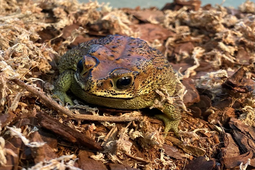 Can you keep a sea toad as a pet?, Toxin Danger