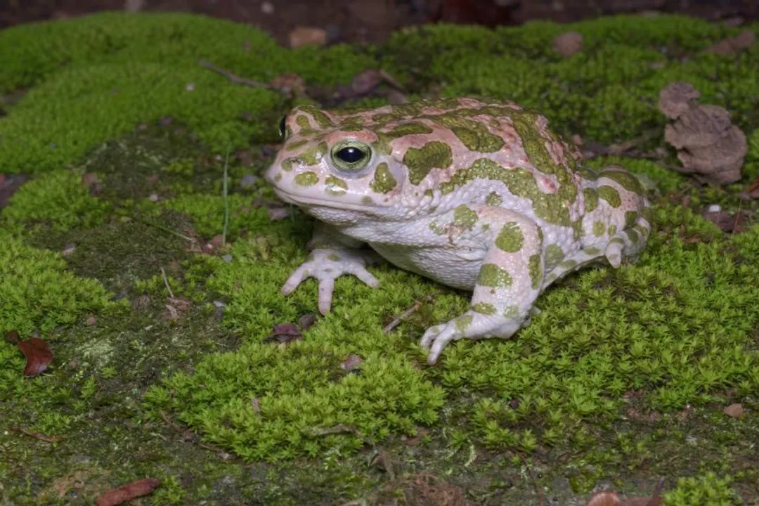 Can you keep a sea toad as a pet?