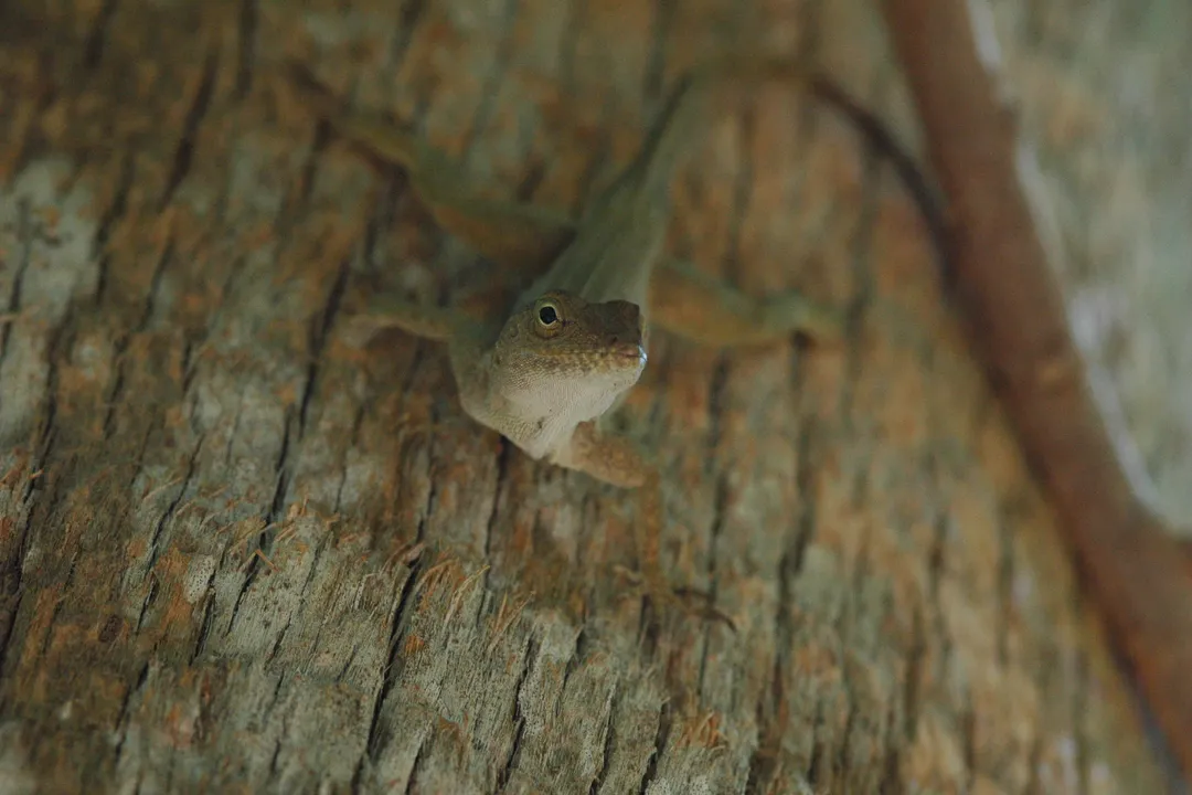 What interaction frequency is recommended daily for anoles?