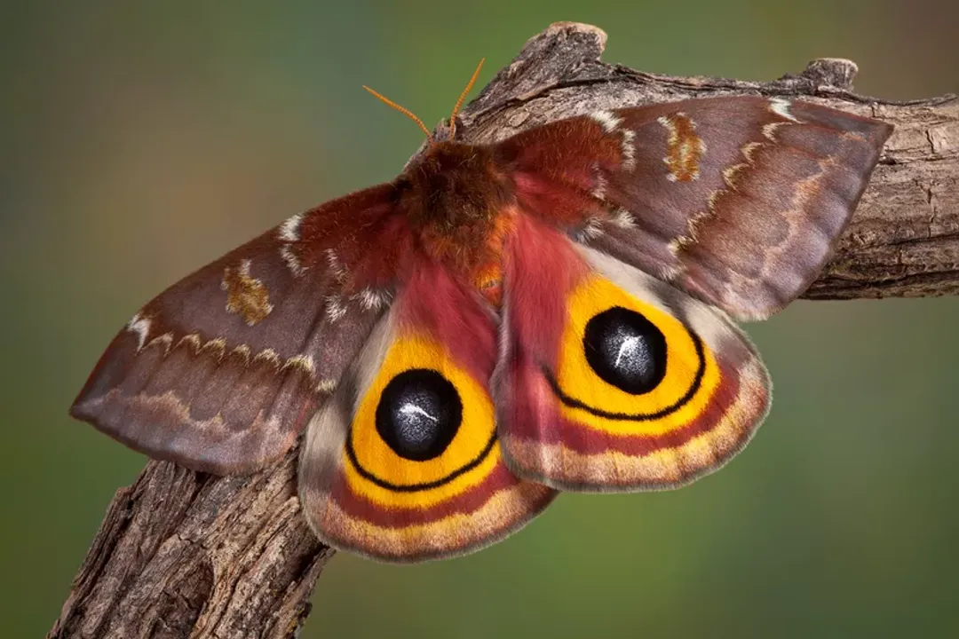 Can you touch an Io moth?, Moth Appearance