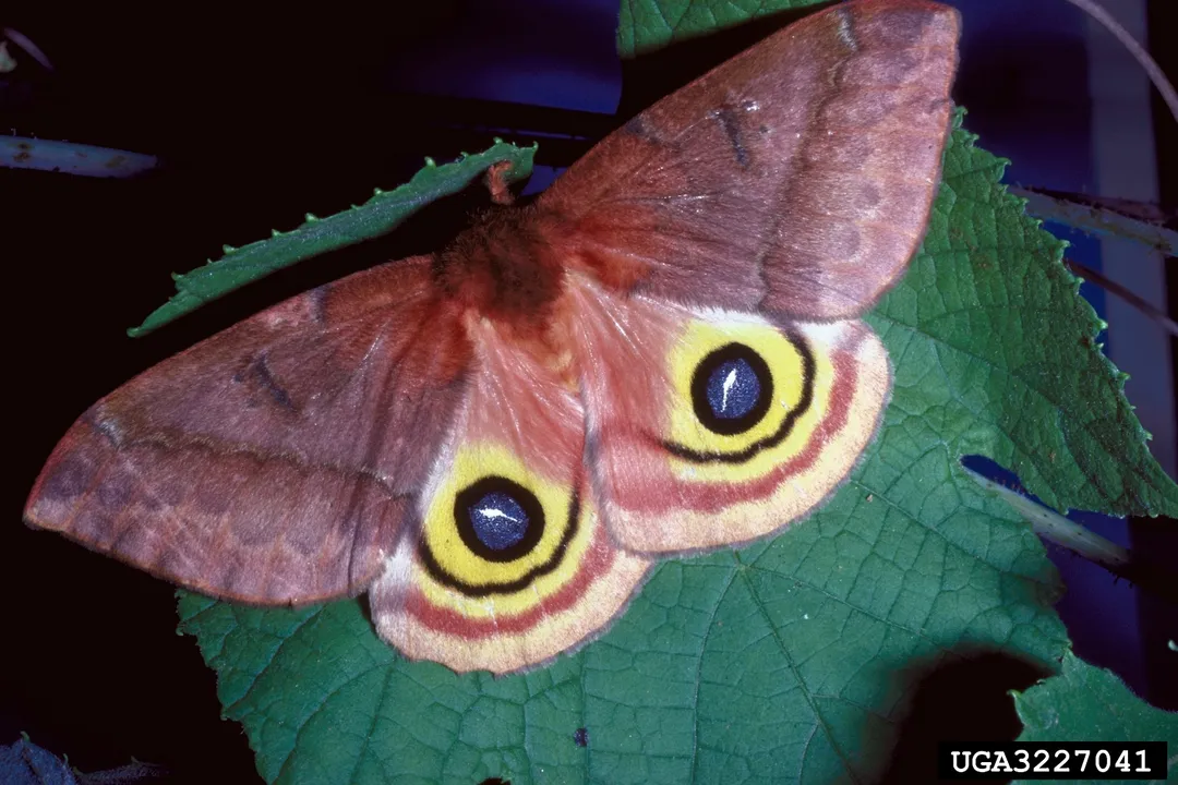 Can you touch an Io moth?, Caterpillar Danger