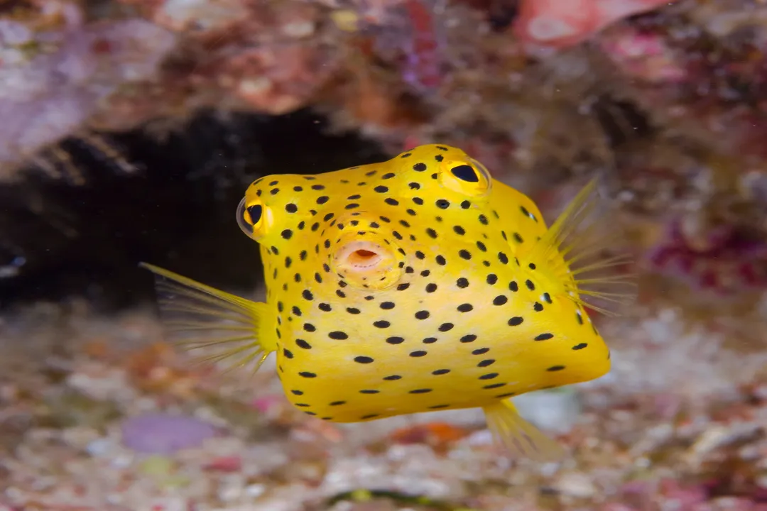 Can you touch boxfish?