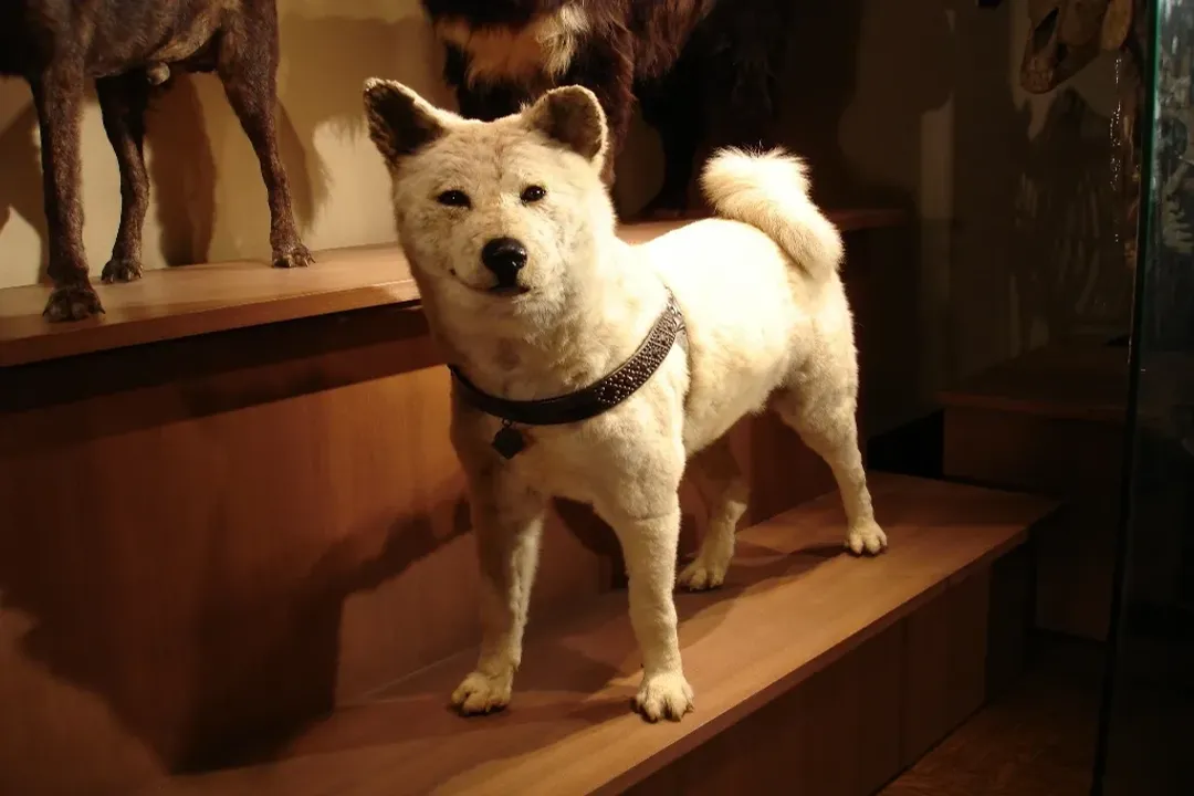 Did anyone take care of Hachiko after his owner died?, Local Ecology