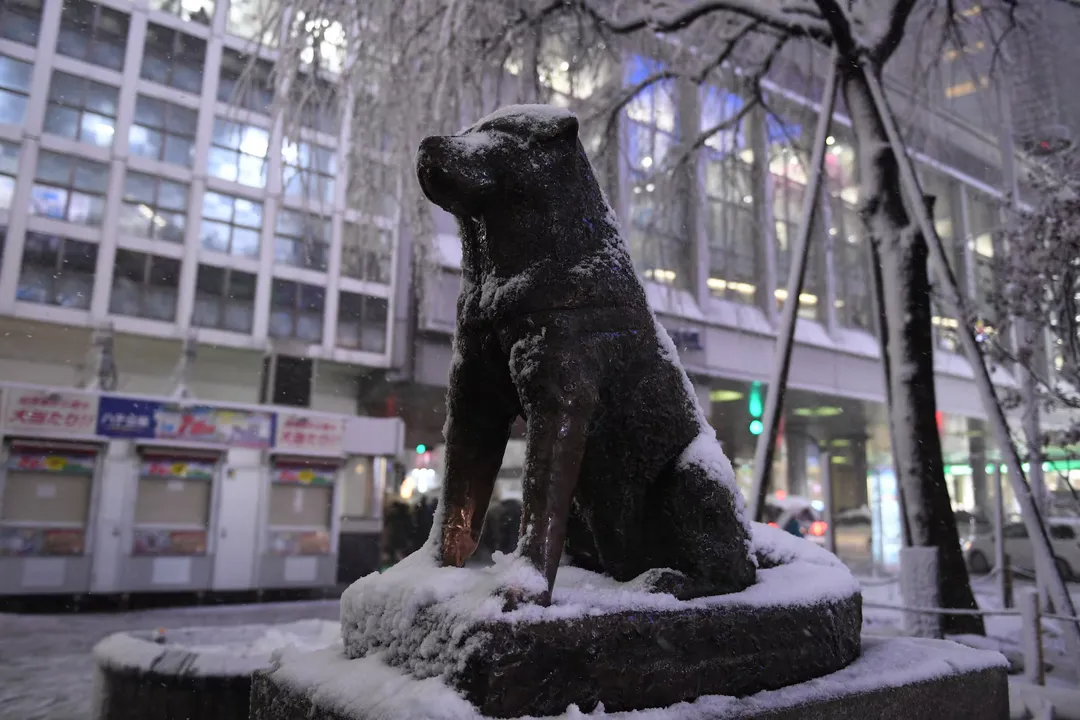 Did anyone take care of Hachiko after his owner died?