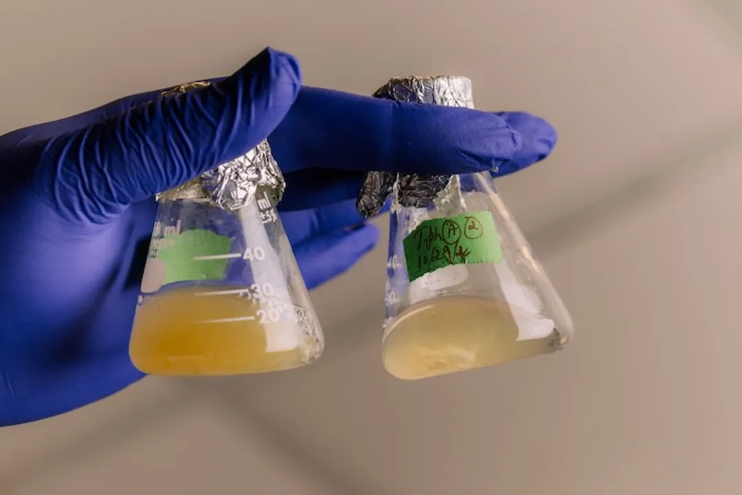 Did NASA discover bacteria that can play dead?, Survival Strategy