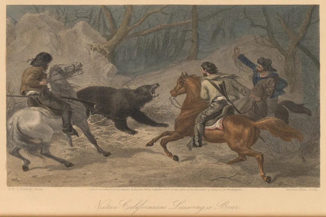 Did short-faced bears live in California?, Comparing the Forms