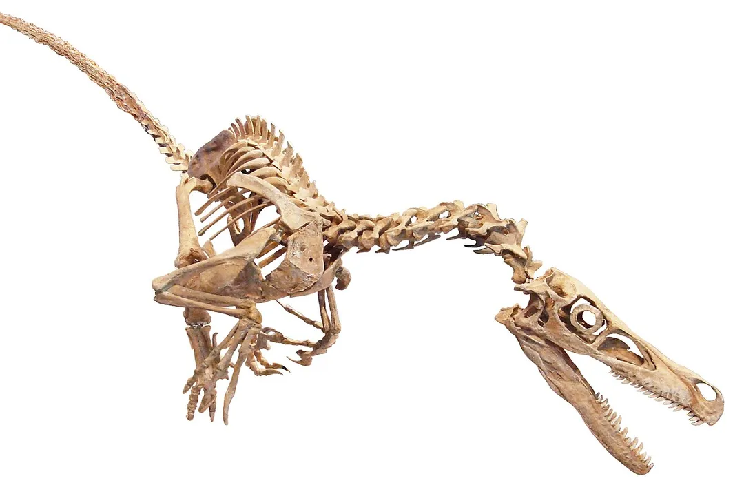 Did Velociraptors live in Africa?