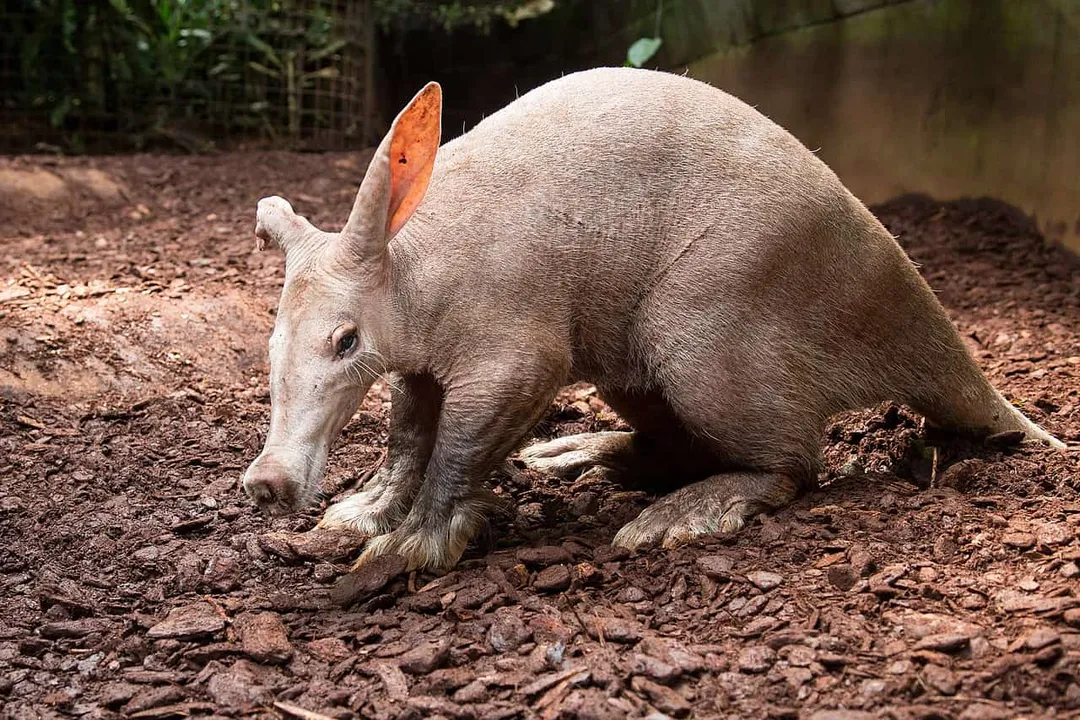 Do aardvarks eat anything other than ants?, Dietary Exceptions