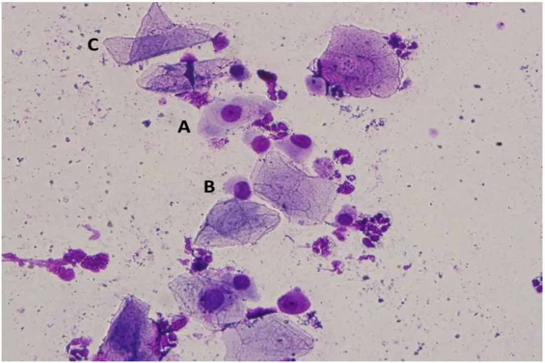 Do agouti shoot sperm?, Induced Ejaculation Studies