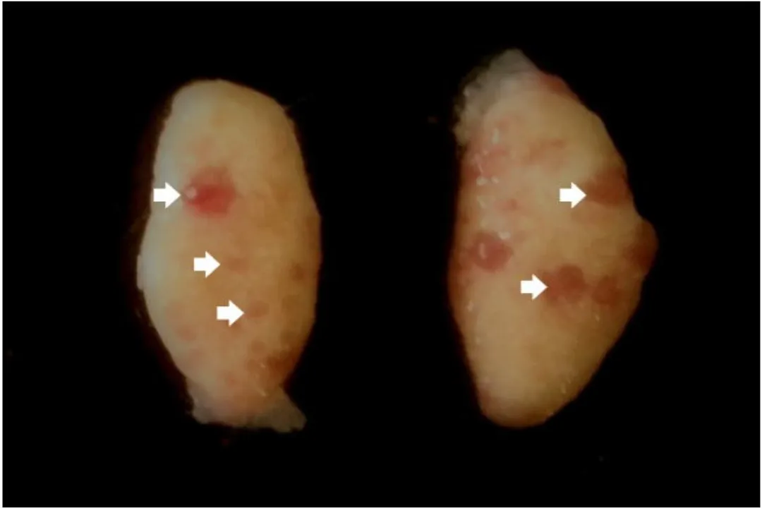 Do agouti shoot sperm?, Mechanics of Forceful Release