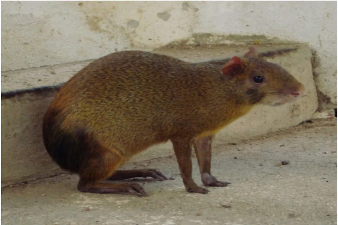 Do agouti shoot sperm?
