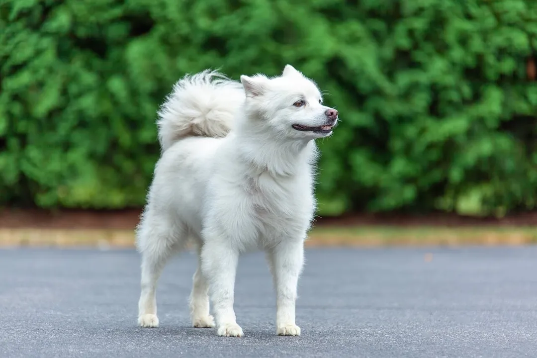 Do American Eskimo dogs have a high prey drive?, Instinctual Roots