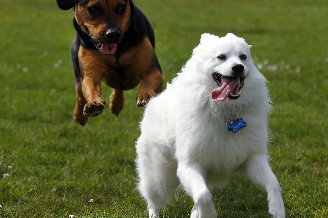 Do American Eskimo dogs have a high prey drive?, Manifestation in Daily Life