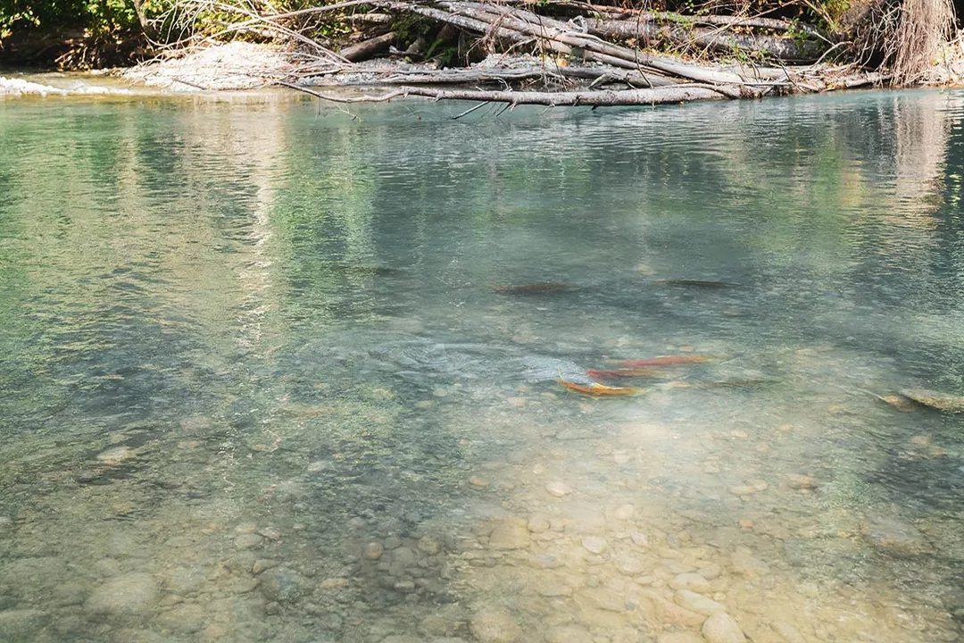 Do Arctic wolves eat salmon?