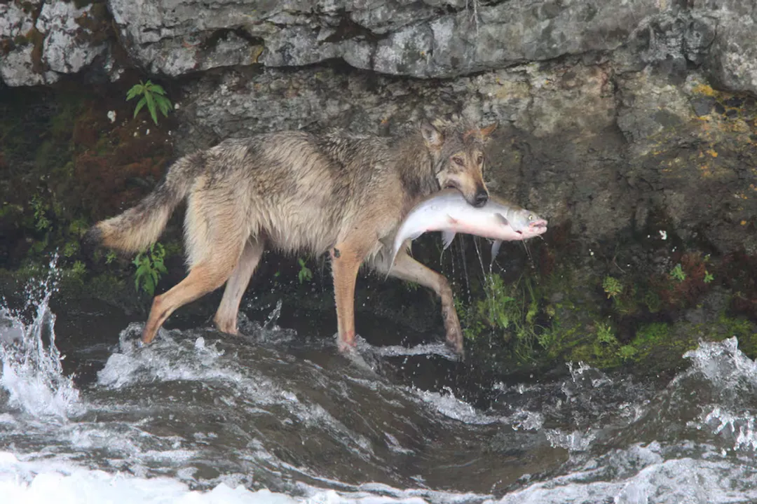 Do Arctic wolves eat salmon?, Core Diet
