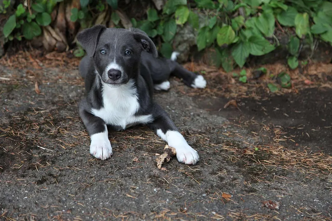Do aussiedor shed?, Coat Types