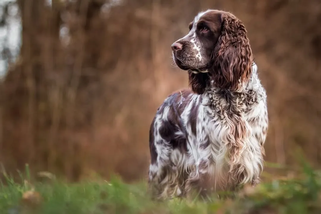 If shedding increases by 100% or more over the established baseline and persists for several weeks, what is recommended?