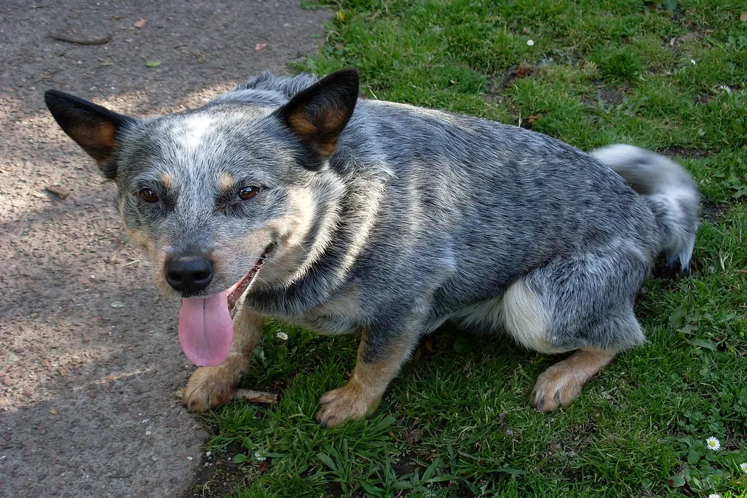 Do Australian Cattle Dogs have sensitive stomachs?, Establishing Routine