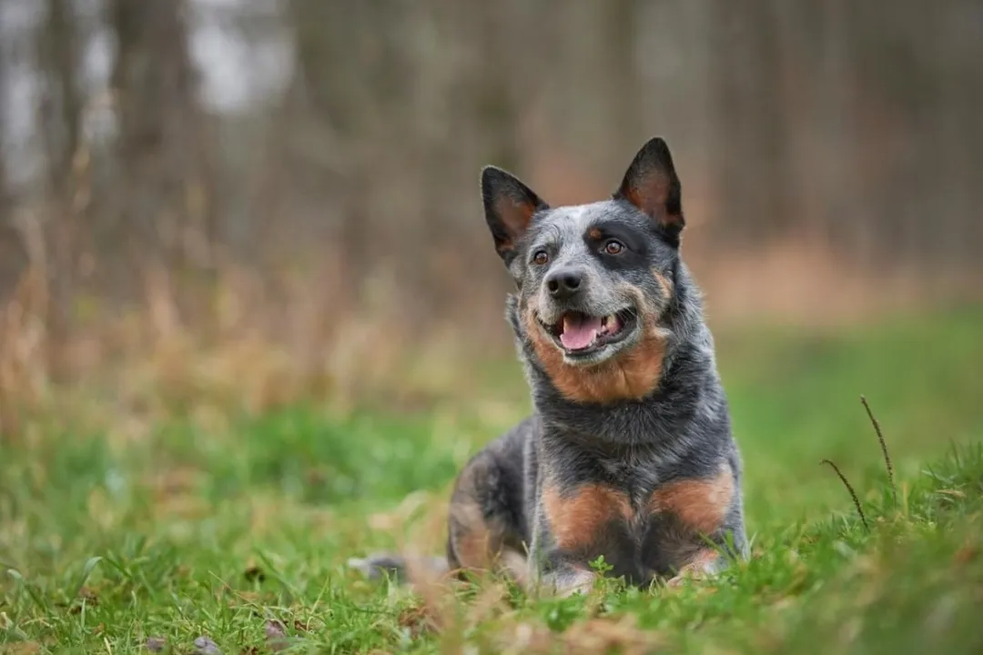 Do Australian Cattle Dogs have sensitive stomachs?