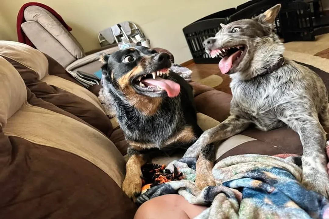 Do Australian Cattle Dogs have sensitive stomachs?, Digestive Clues