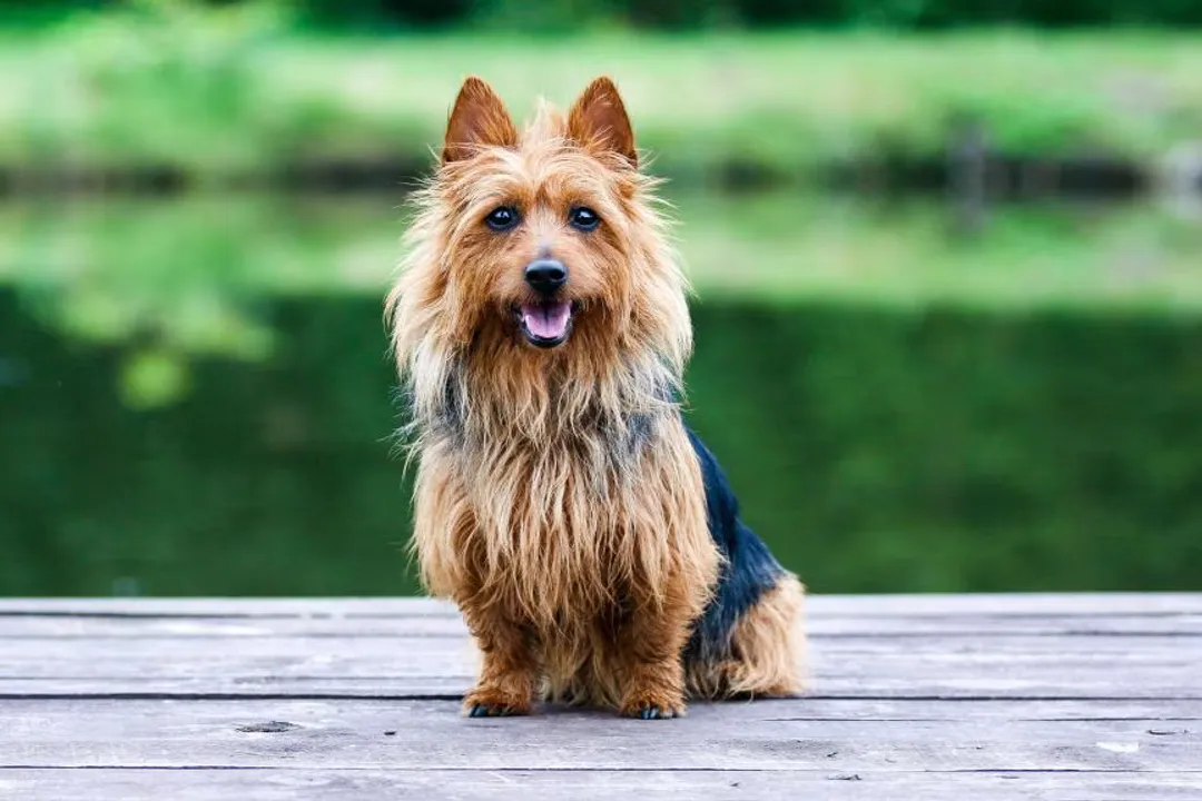 Do Australian Terriers bark a lot?, Vocal Tendencies