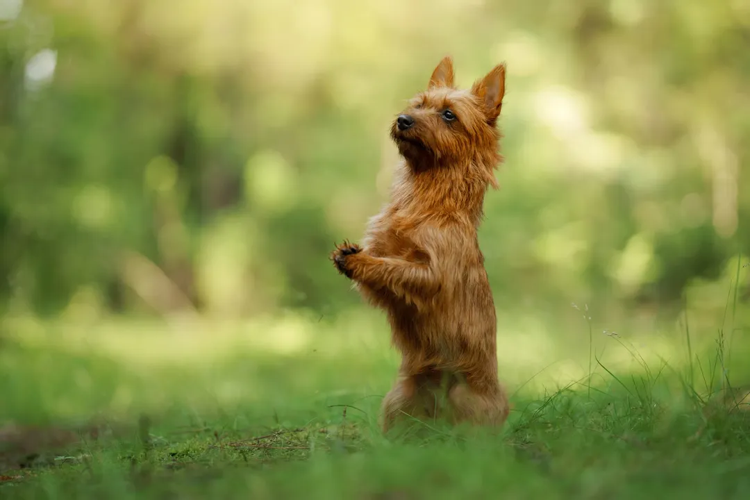 Do Australian Terriers bark a lot?, Breed History